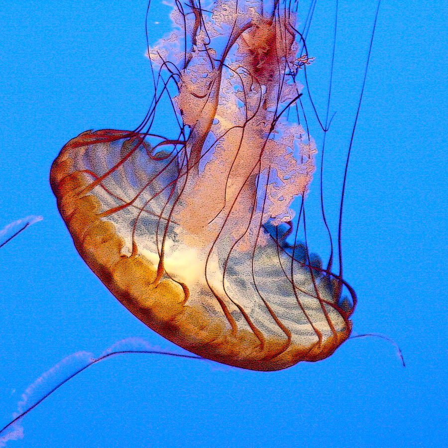 Sea Nettle Photograph by Art Block Collections