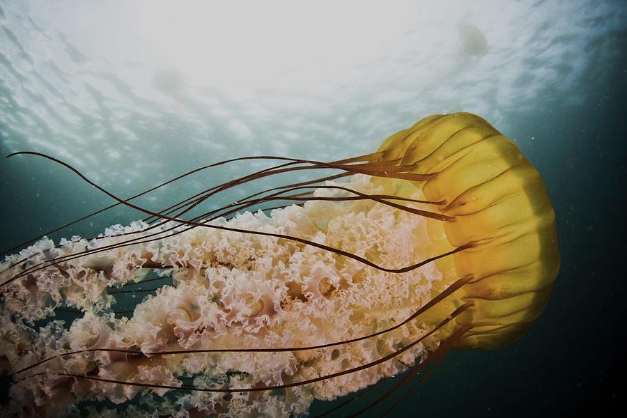 Sea Nettle by Scott Gabara Photograph by California Coastal Commission