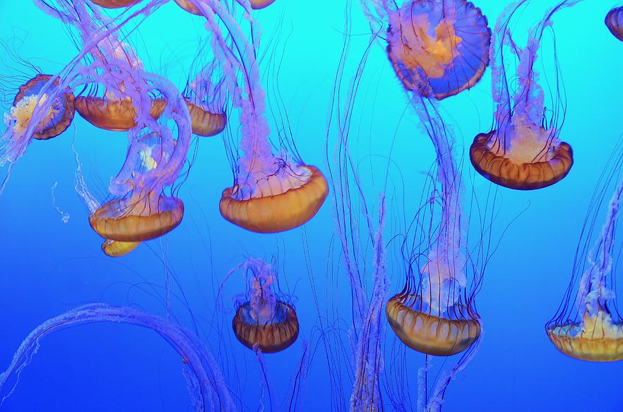 Copper Colored Sea Nettle Jellyfish  Photograph by Marilyn MacCrakin
