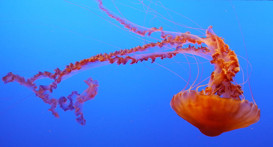 Sea Nettle Jellyfish Photograph by Amelia Racca
