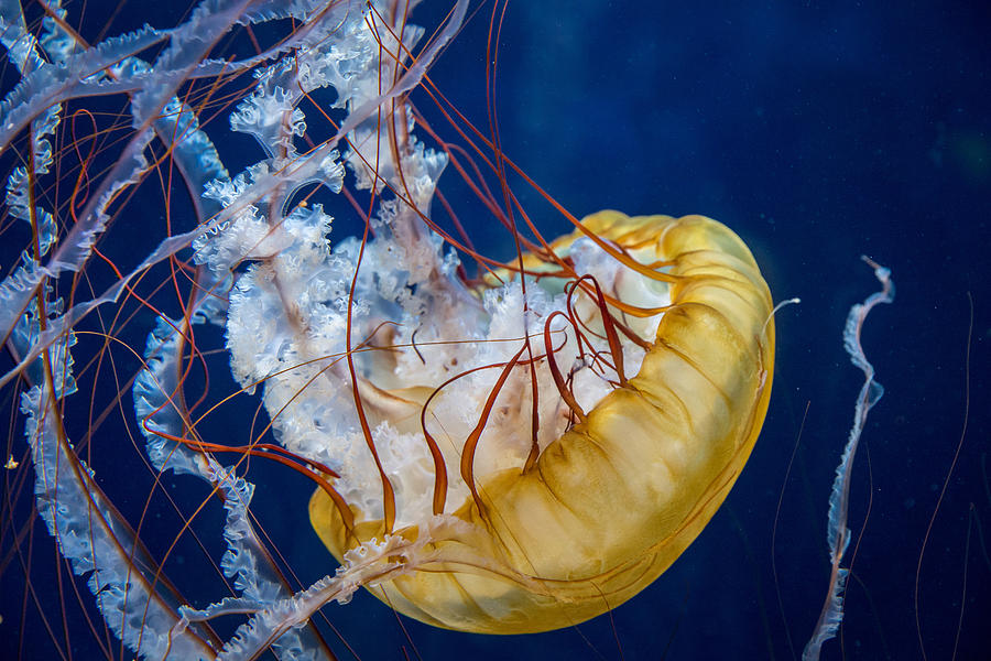 Animal Photograph - Sea Nettle jellyfish by Brad Hartig - BTH Photography