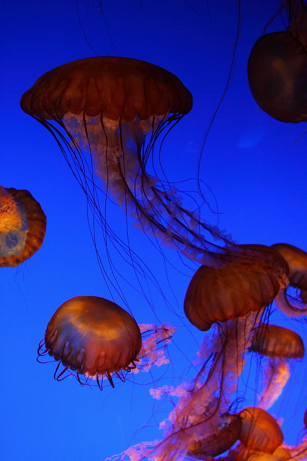 Sea Nettle Jellyfish Photograph by Bruce J Robinson