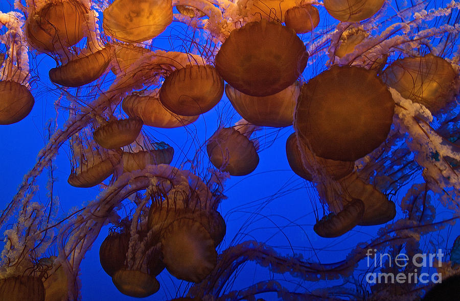 Sea Nettle Jellyfish Photograph by Connie Bransilver