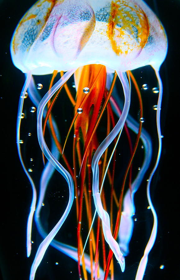 Sea Photograph - Sea Nettle Jellyfish by Karon Melillo DeVega