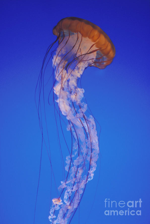 Sea Nettle Jellyfish Photograph by Mark Harmel