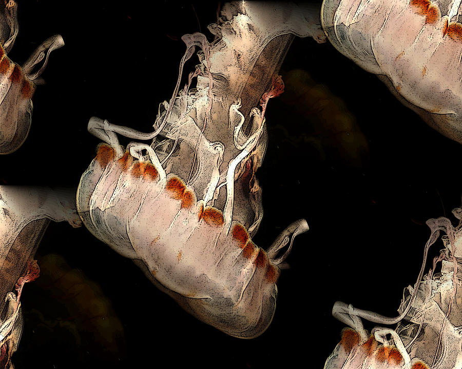 Sea Nettle Jellyfish Photograph by TnBackroadsPhotos 