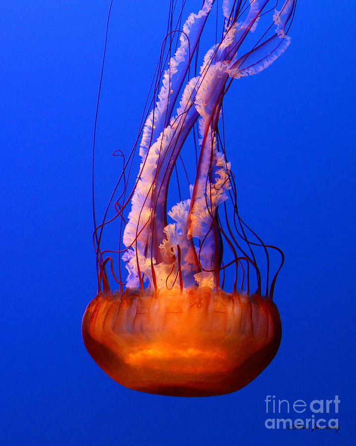 Sea Nettle Photograph by Steve Javorsky