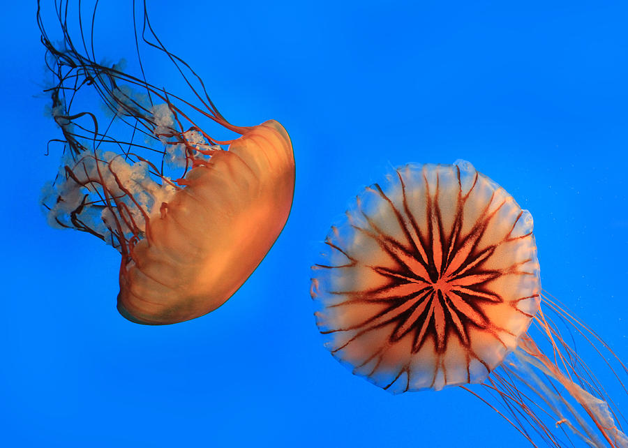 Sea Nettles Photograph by Lori Deiter