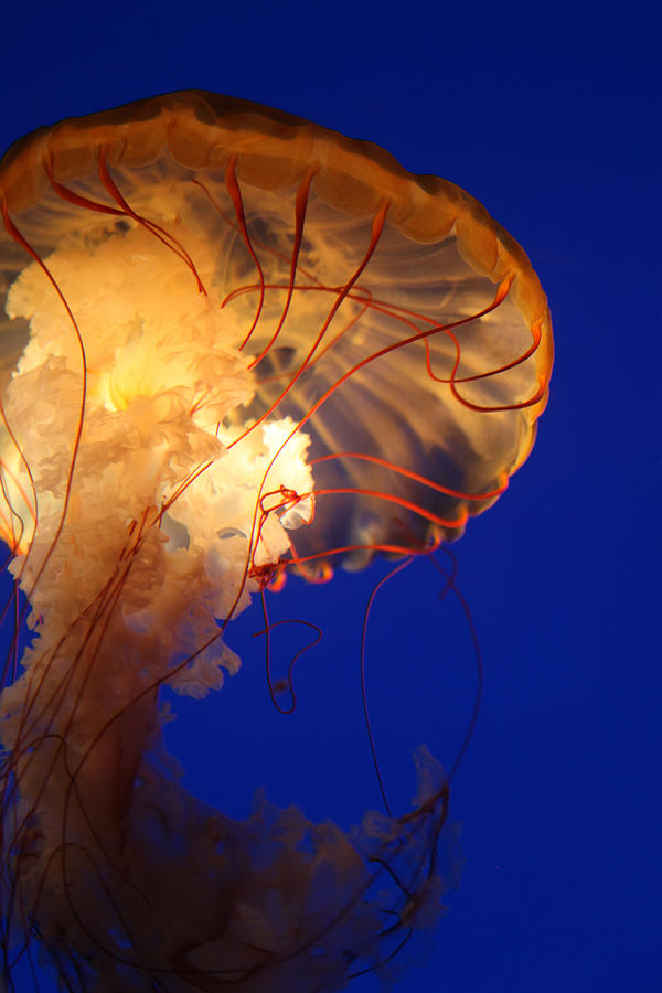 Sea Nettles v 2 Photograph by Donna Corless