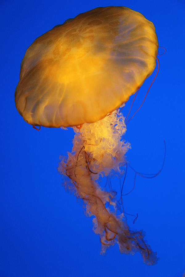Sea Nettles v 3 Photograph by Donna Corless