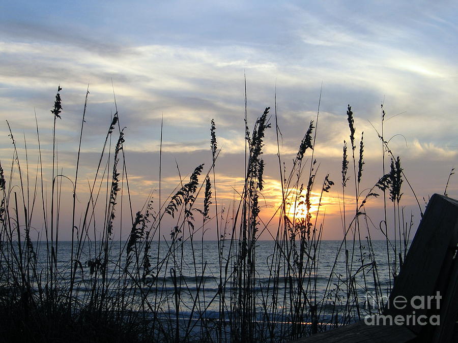 Sea Oak Sunset Photograph by Shelia Kempf