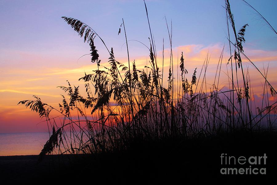 Sea Oat Sunrise Photograph by Keri West