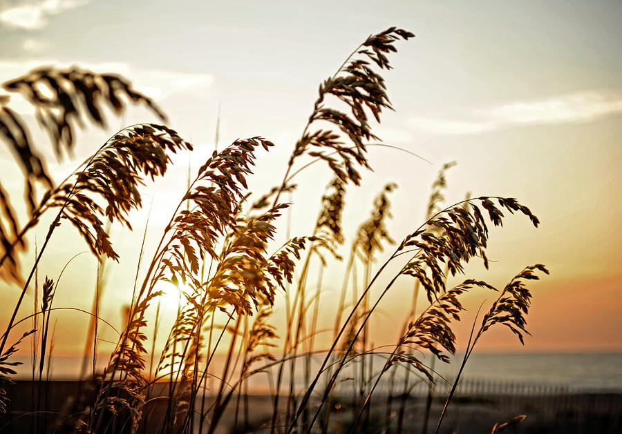 Sea Oat Sunset Photograph by Kelley Nelson