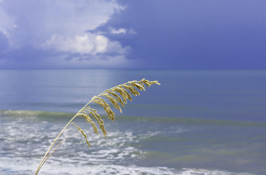Sea Oats Ahead of the Storm Photograph by Karen Stephenson
