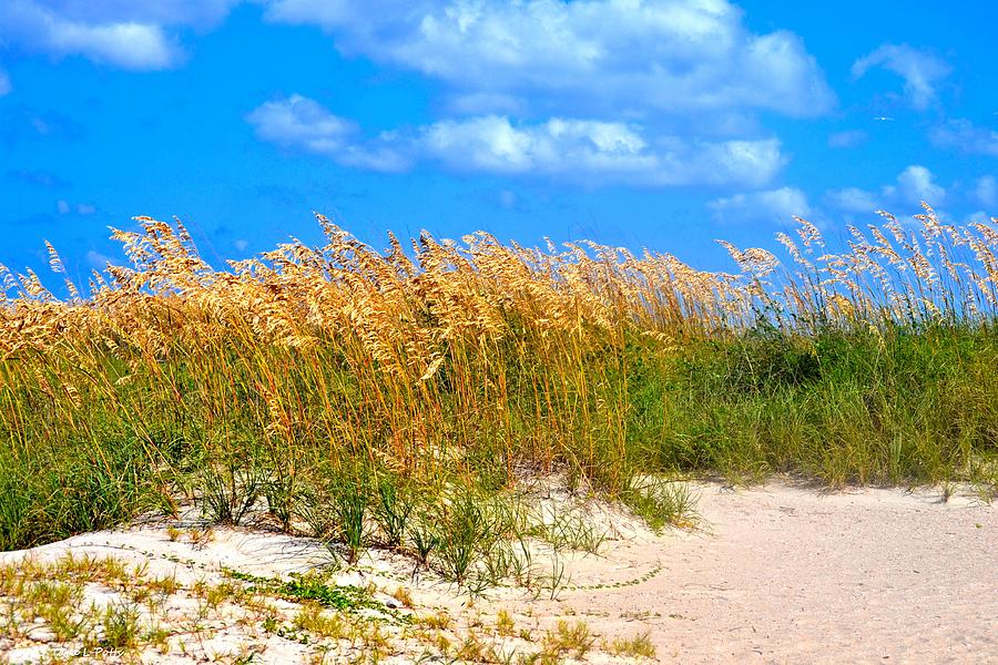 Sea Oats and Clouds Photograph by Tara Potts