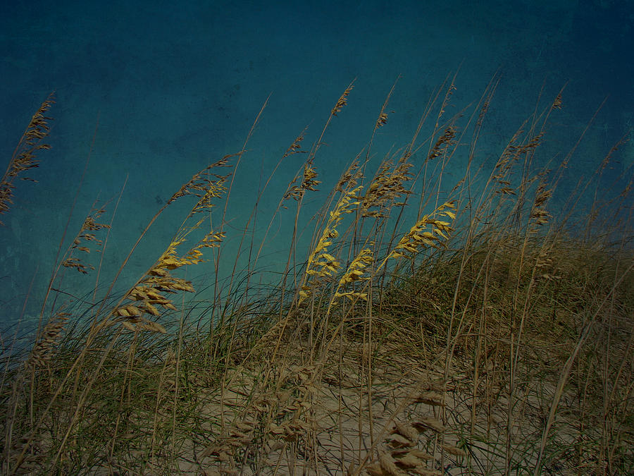 Nature Photograph - Sea Oats and Storms by Carol Senske