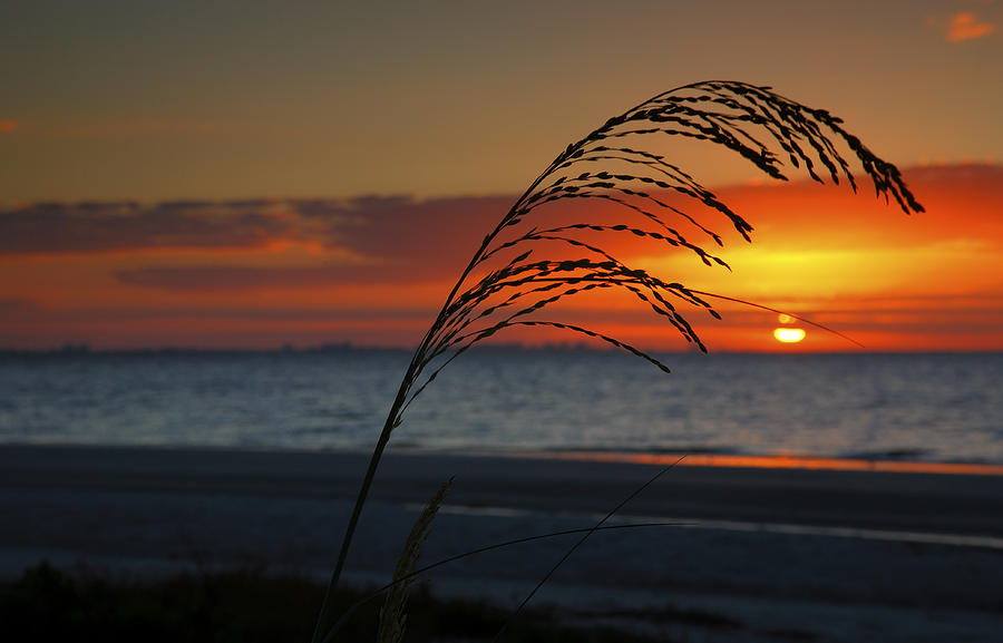 Sea Oats and Sunrise Photograph by Steven Ainsworth