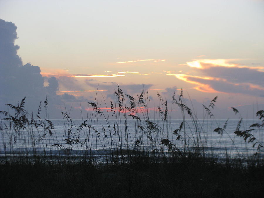 Sea Oats At Sunrise Photograph by Ellen Meakin