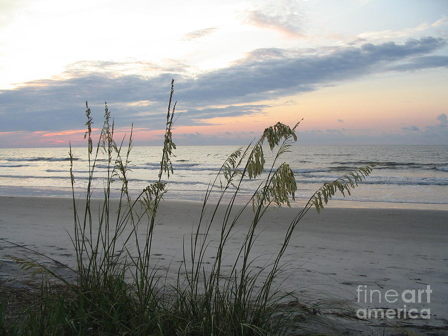 Sea Oats At The Atlantic Ocean Photograph by Paddy Shaffer