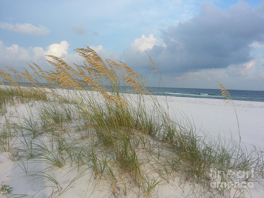 Sea Oats  Blowing In The Wind Photograph by Michelle Powell