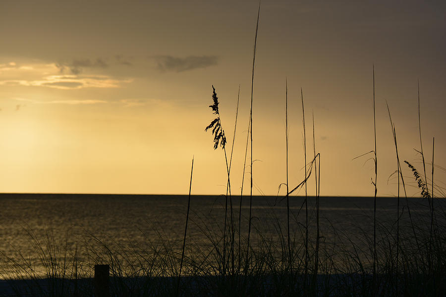 Sea Oats - Captiva Island Florida Photograph by John Black