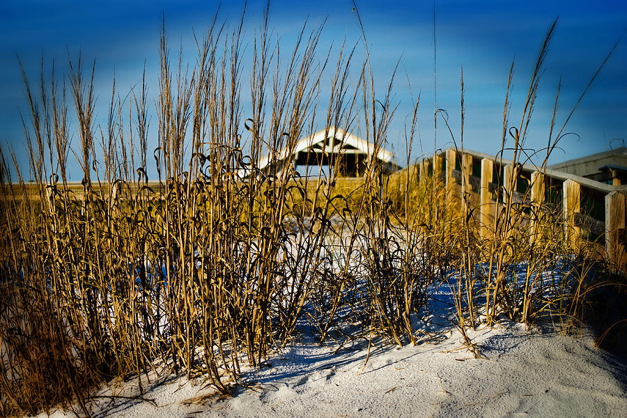 Beach Photograph - Sea Oats by George Taylor
