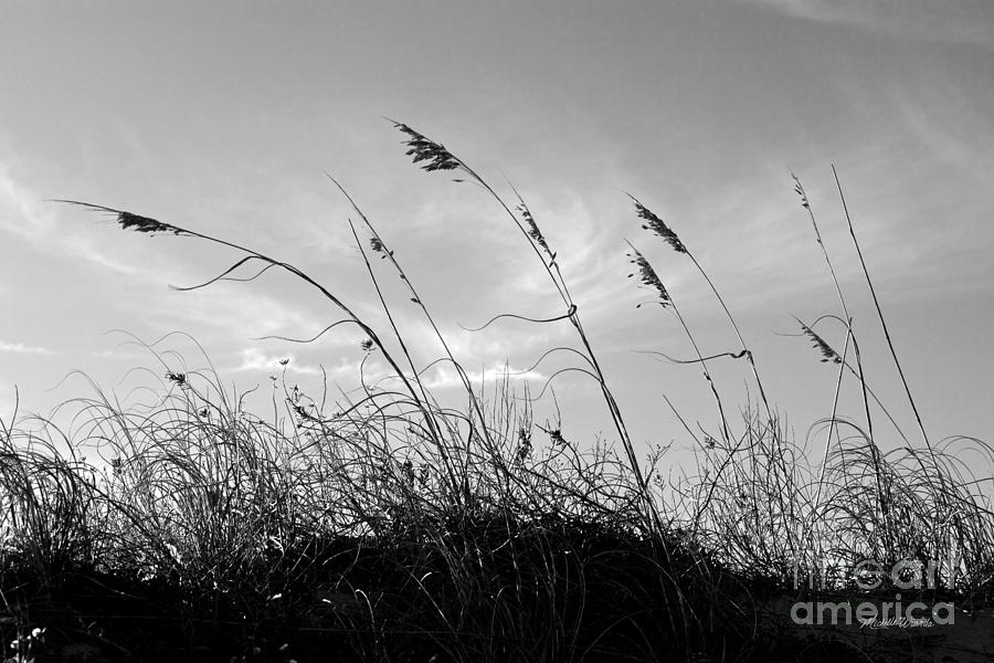 Sea Oats Silhouette Photograph by Michelle Constantine