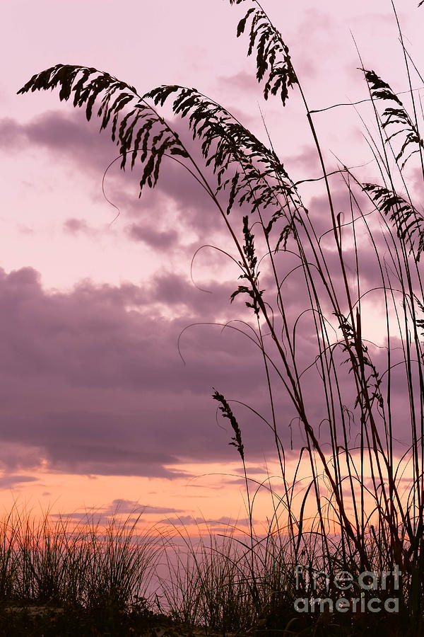 Sea Oats South Carolina Photograph by DJ Laughlin | Fine Art America