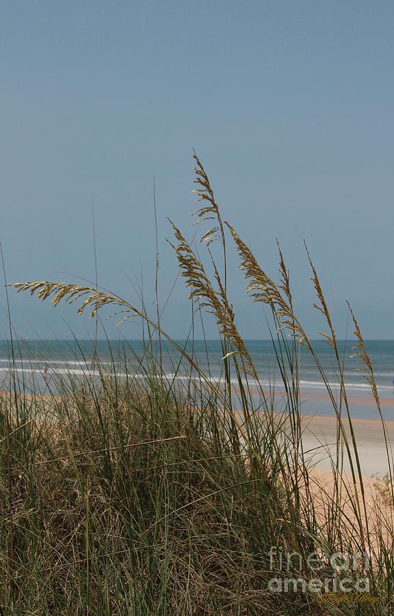 Sea Oats Summer Photograph by Dodie Ulery