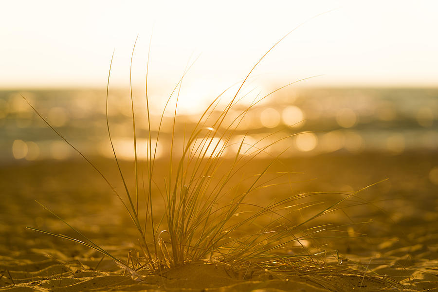 Sea Oats Sunset Photograph by Sebastian Musial