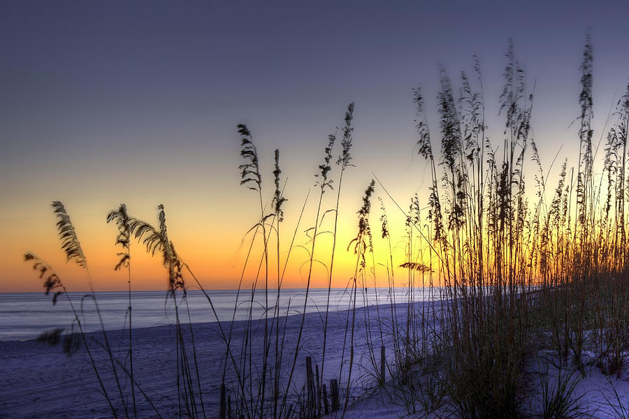 Sea Oats Photograph by Tim Stanley