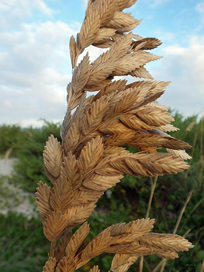 Sea Oats Upclose 2 Photograph by Duane McCullough