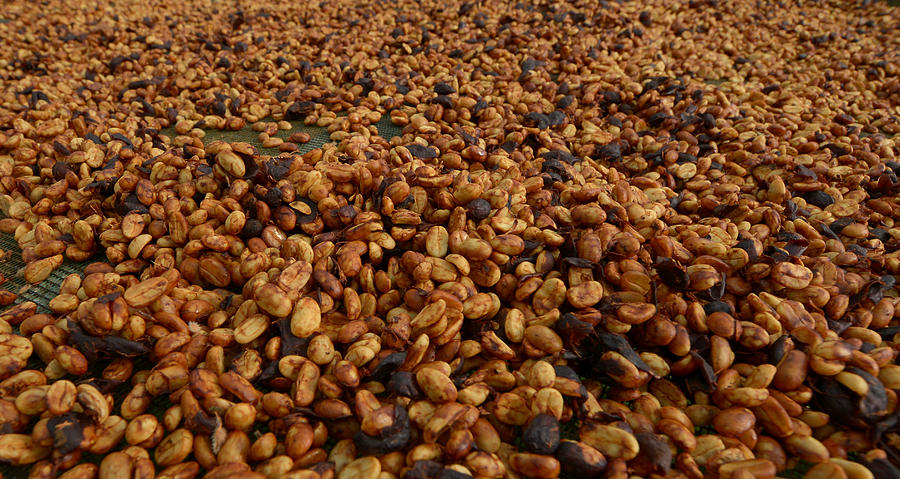 Sea Of Beans Photograph by Craig Incardone
