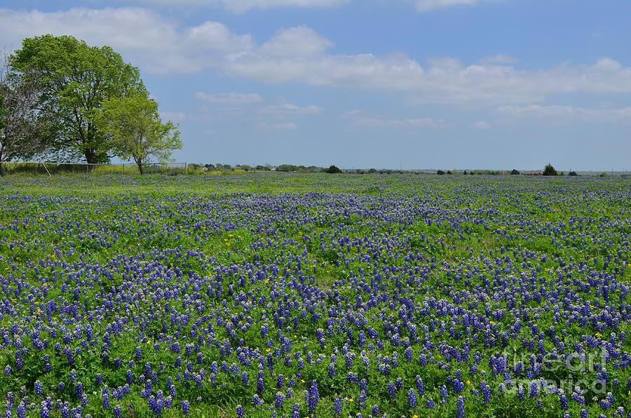 Fort Worth Photograph - Sea of Blue by Hilton Barlow