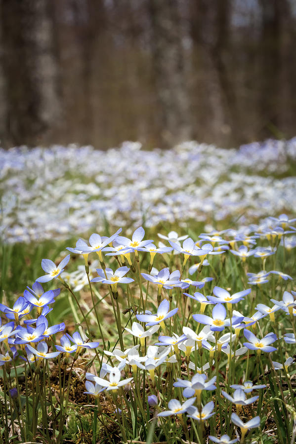 Sea Of Bluets Photograph by Bill Wakeley