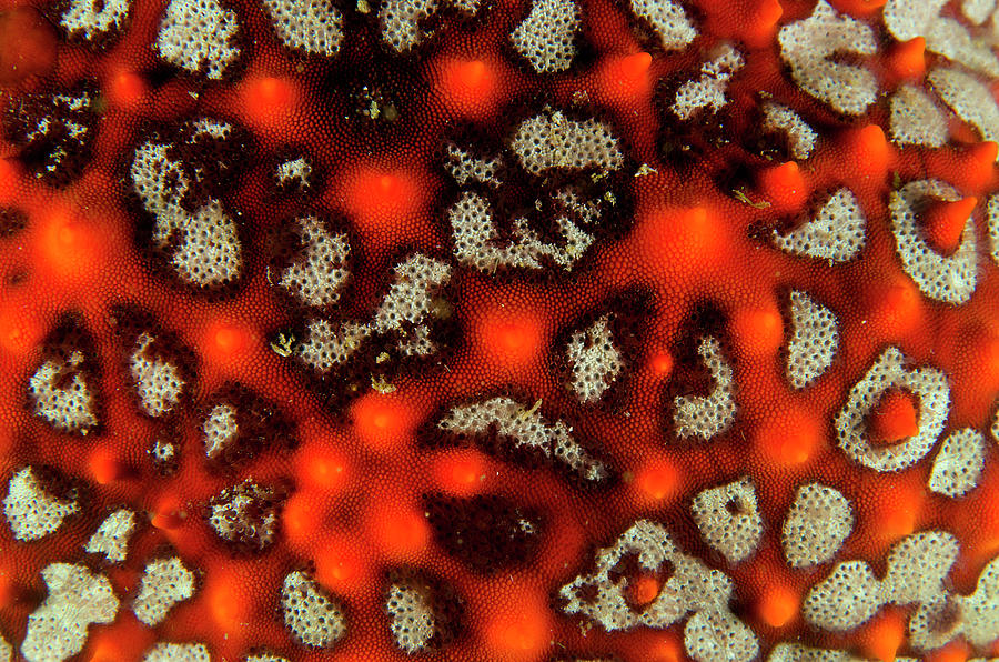Sea Of Cortez Invertebrate Photograph by Luis Javier Sandoval Sea Of Cortez Invertebrate Photograph by Luis Javier Sandoval