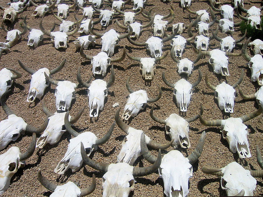 Sea of  cow skulls Cave Creek Arizona 2004 Photograph by David Lee Guss