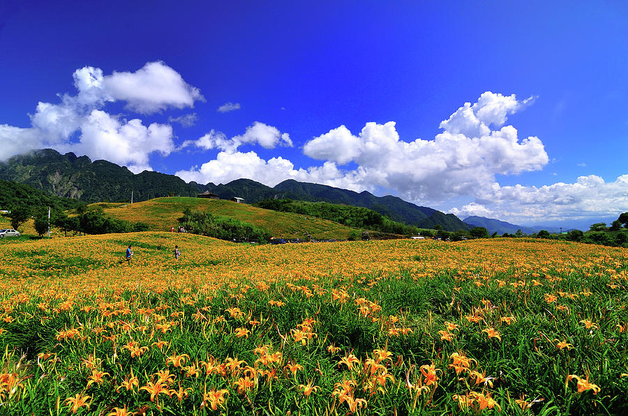 Sea Of Daily Lily At Mt. Sixty Ton Photograph by Photo By Vincent Ting