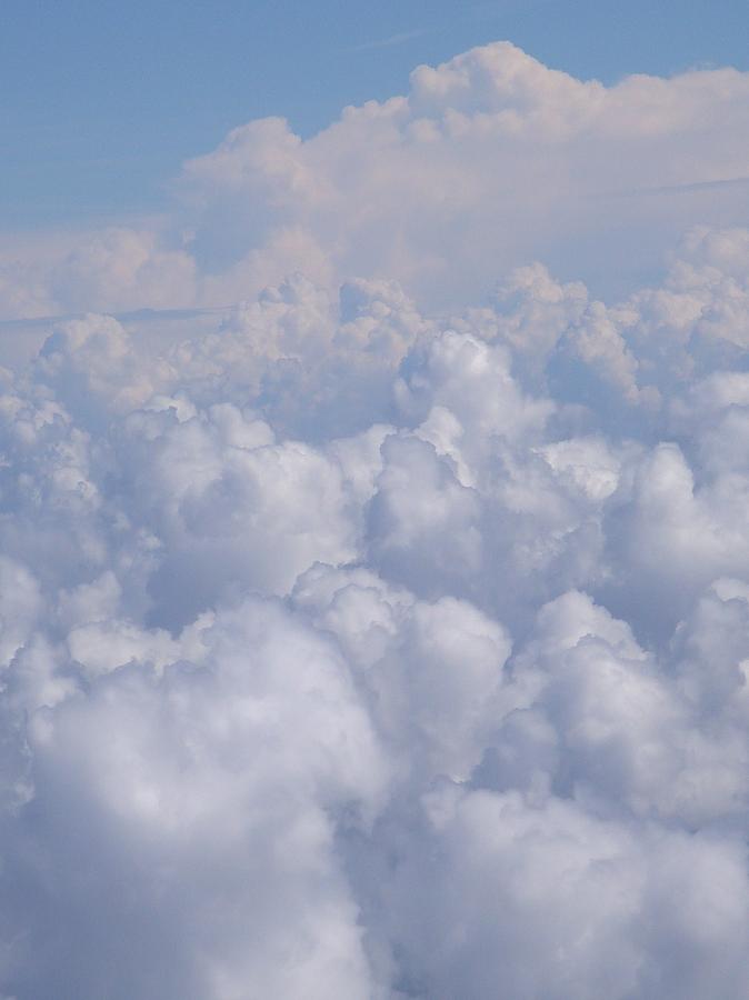 Sea of Fluff Photograph by Robyn Leakey - Fine Art America