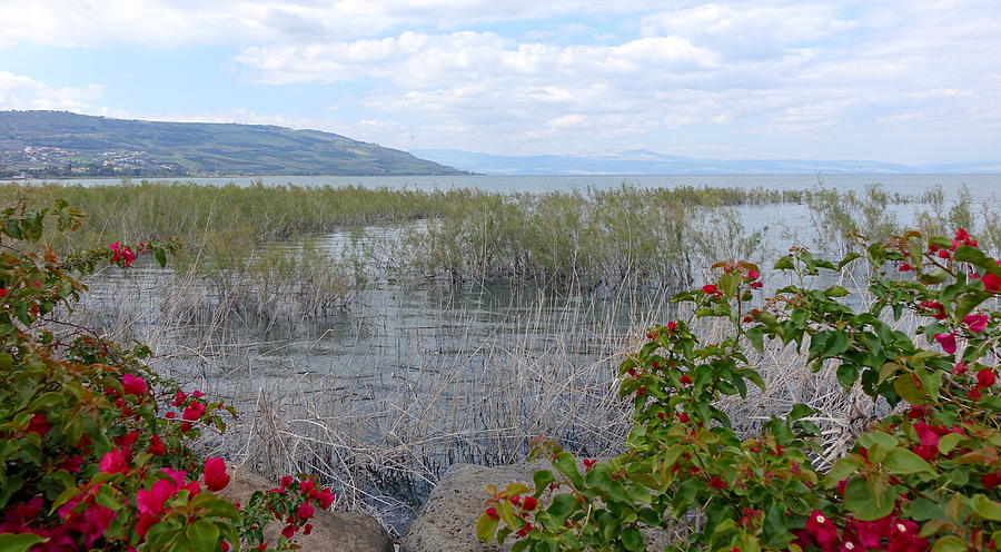Sea of Galilee with Reeds and Lowers Photograph by Rita Adams