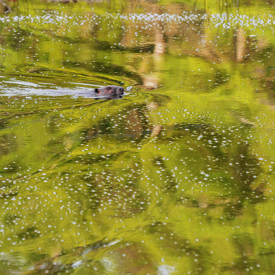 Beaver Photograph - Sea Of Green Square by Bill Wakeley