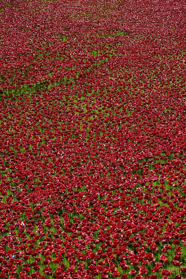 Sea of Poppies Photograph by Ron Harpham