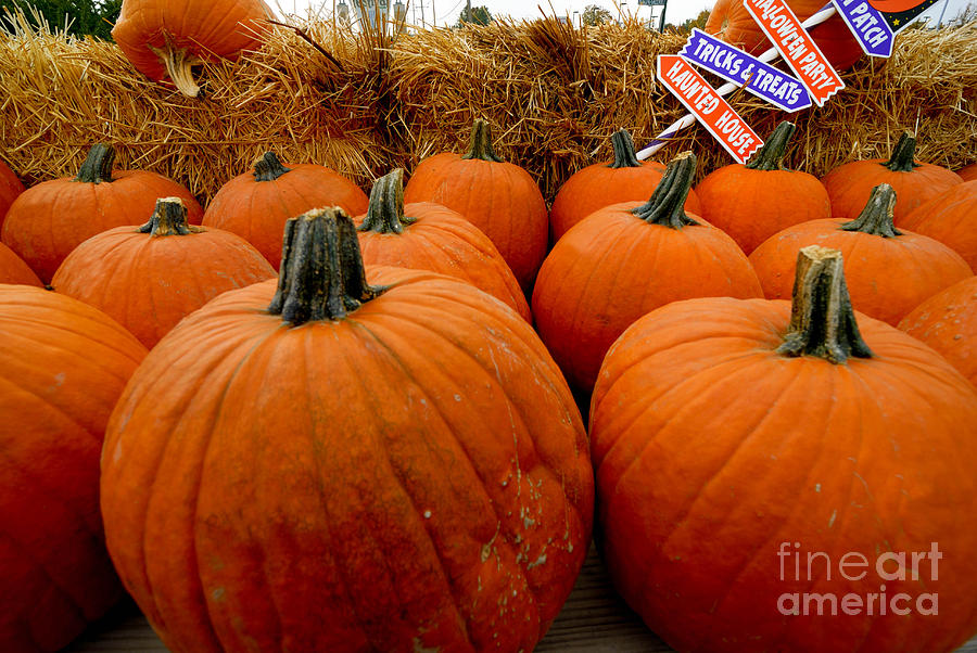 Fall Photograph - Sea of Pumpkins by Amy Cicconi
