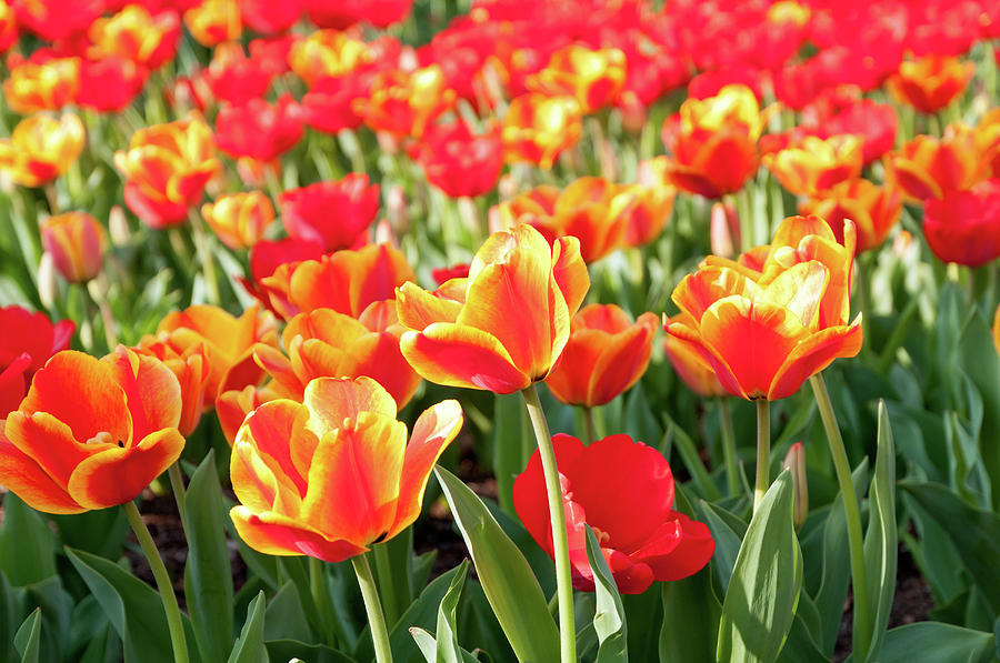 Sea Of Red And Orange Tulips - Full Photograph by Travelif