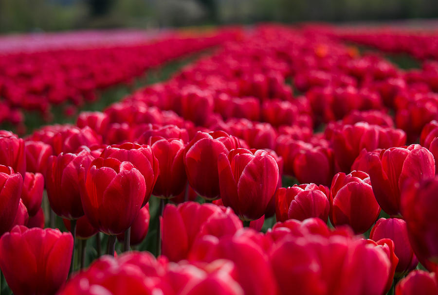 Sea of Red Tulips - Flower Art Photograph by Jordan Blackstone