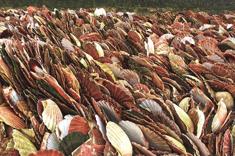 Sea Of Shells Photograph by Aidan Moran