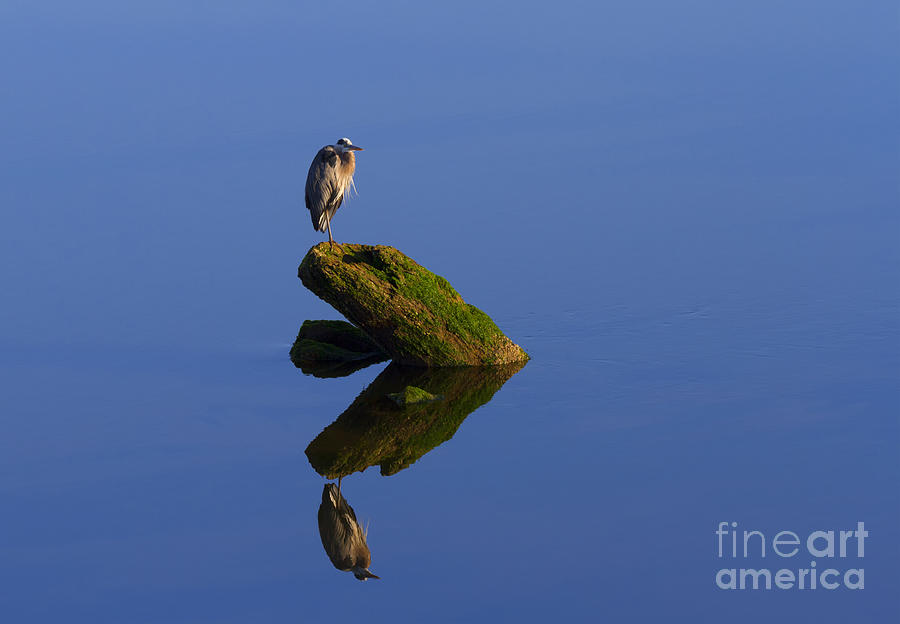 Heron Photograph - Sea of Tranquility by Michael Dawson