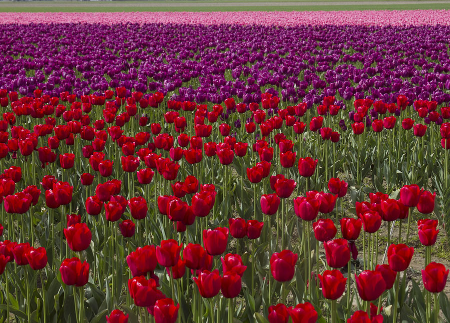 Sea of tulips Photograph by Elvira Butler