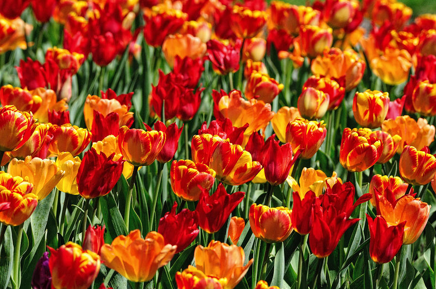 Sea of tulips II Photograph by Dick Wood - Fine Art America