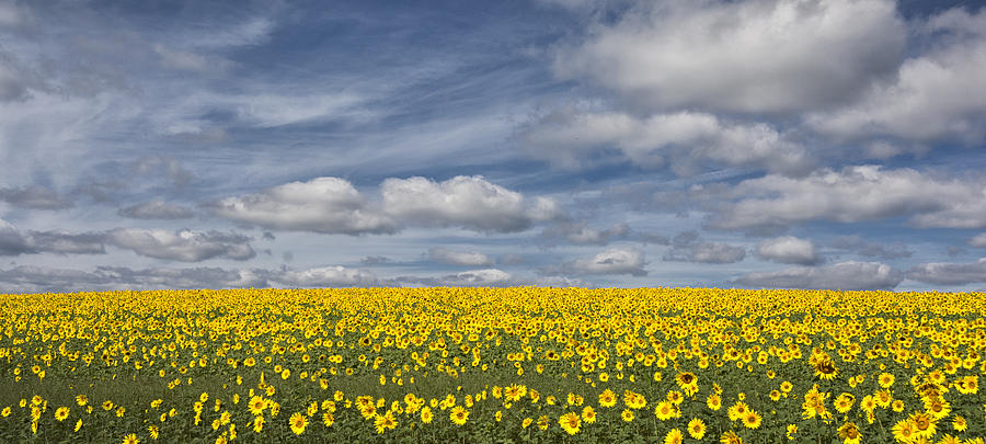 Sea of Yellow Photograph by Robert Fawcett